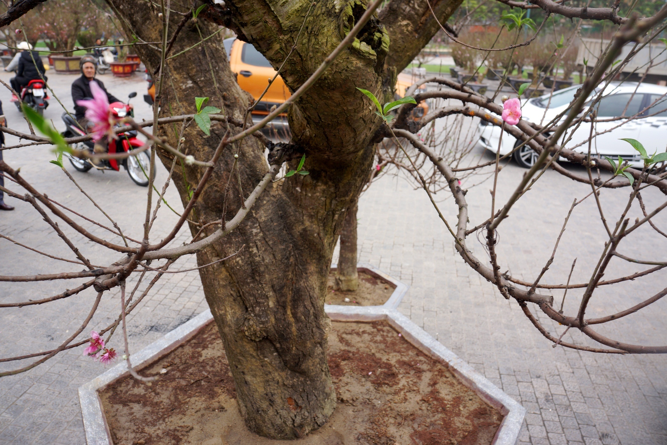 goc dao het gia 100 trieu anh 3