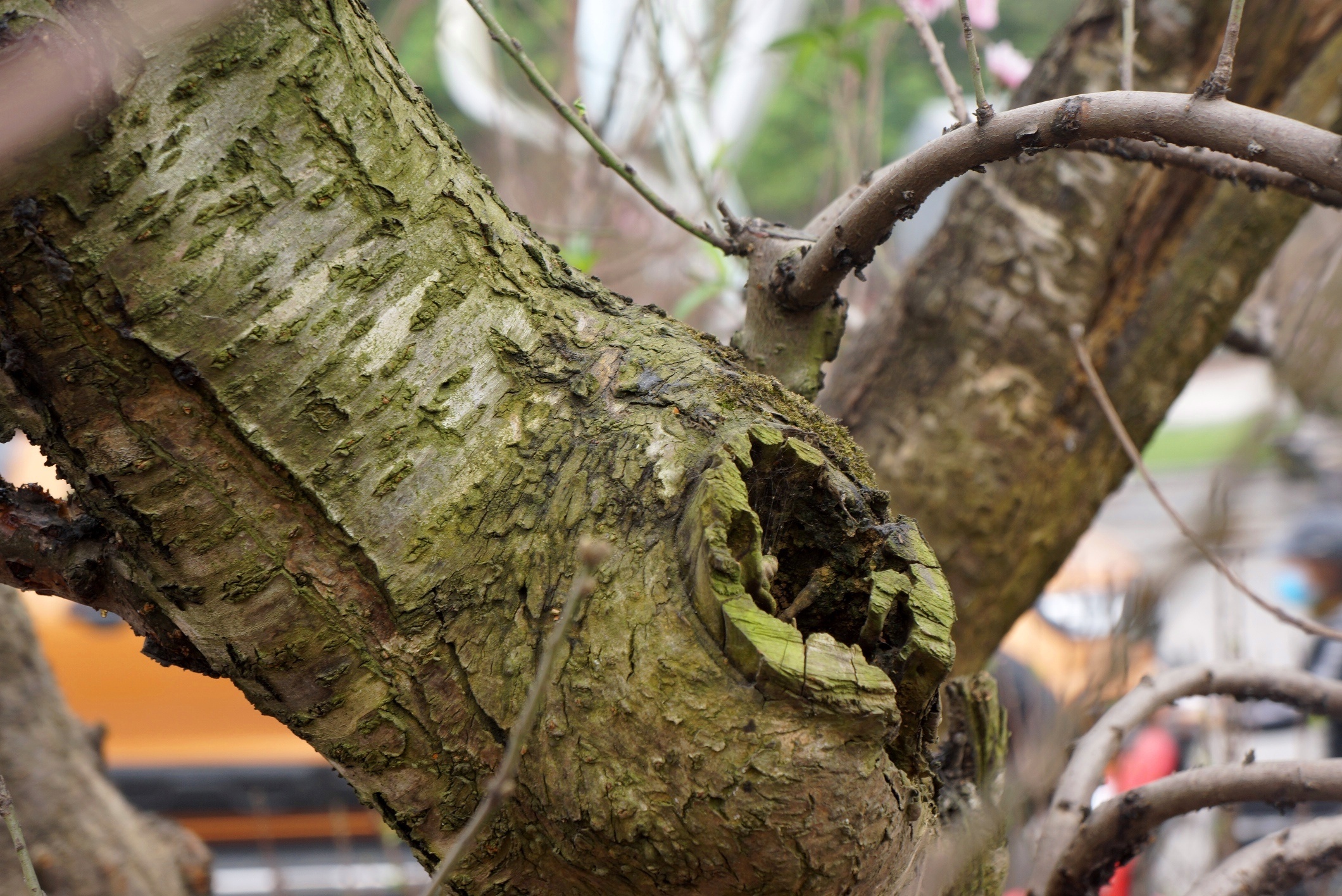 goc dao het gia 100 trieu anh 4