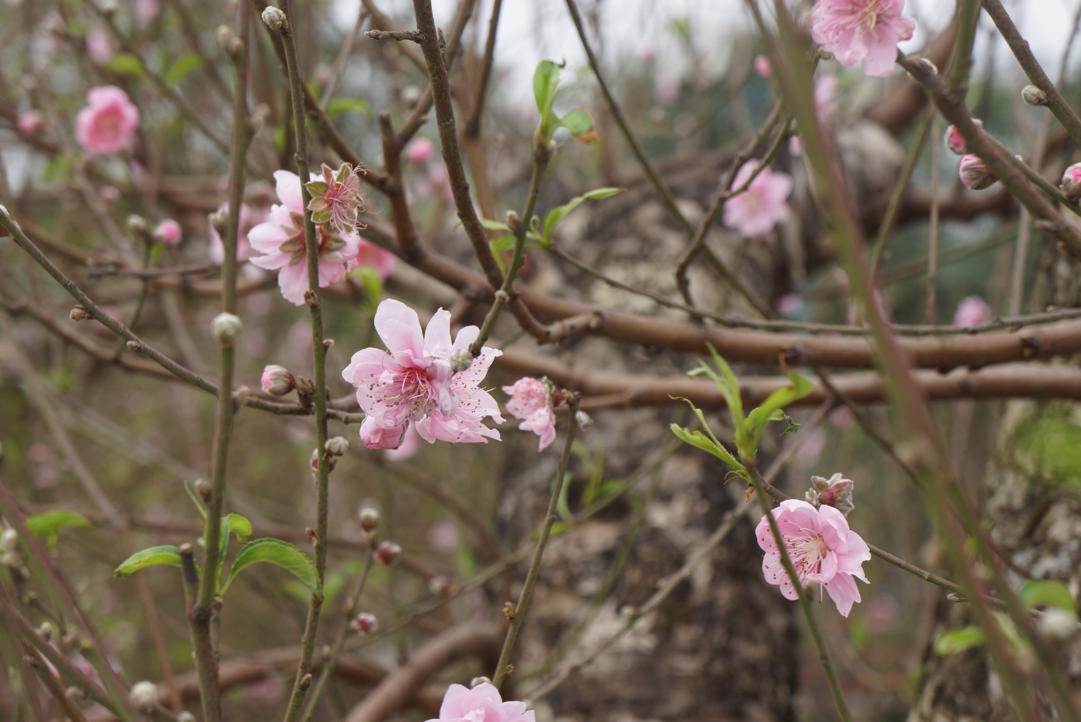 goc dao het gia 100 trieu anh 7