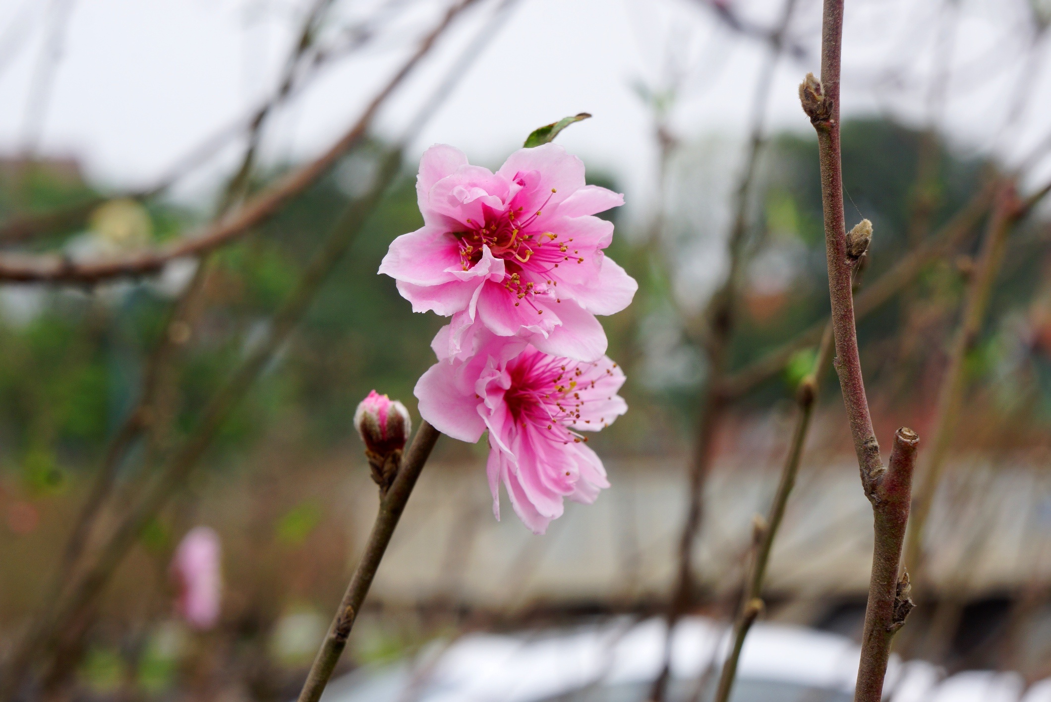 goc dao het gia 100 trieu anh 5