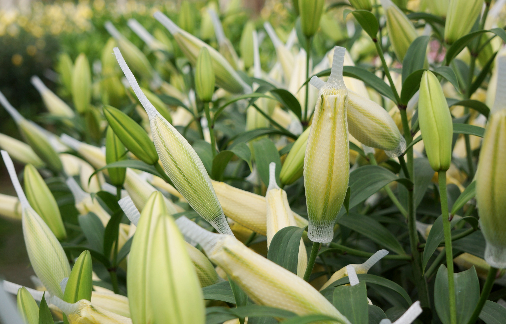 lang trong hoa lon nhat xu Thanh anh 3