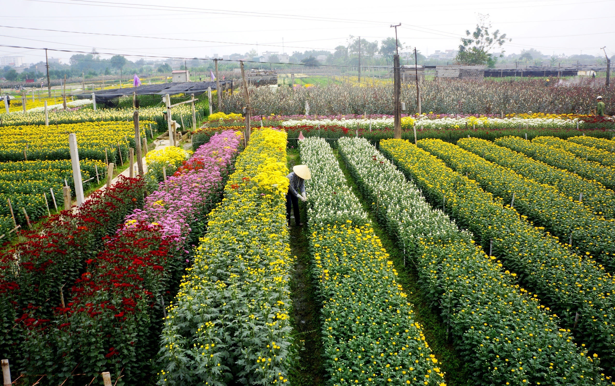 lang trong hoa lon nhat xu Thanh anh 1