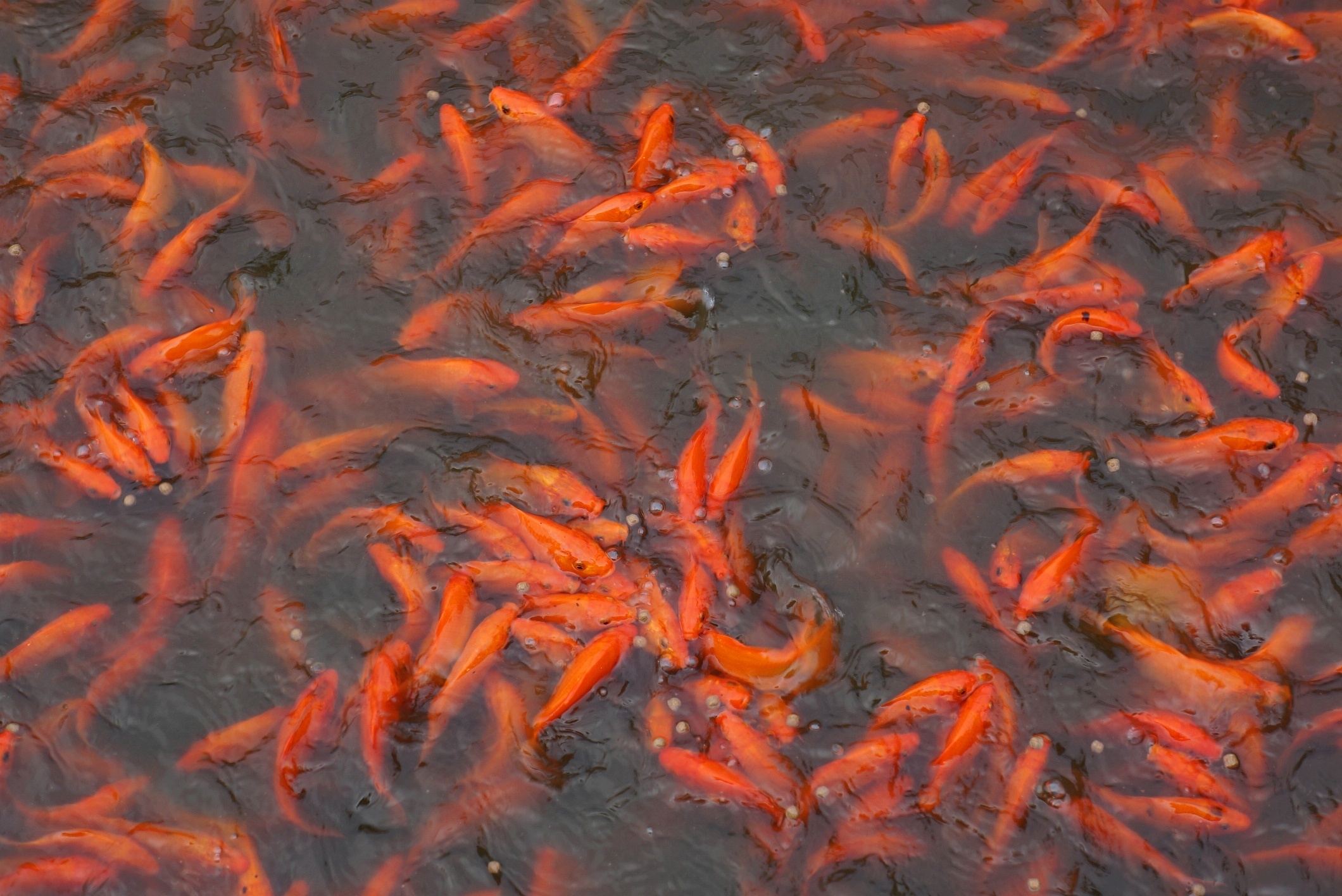 lang ca chep truoc ngay ong Tao anh 2