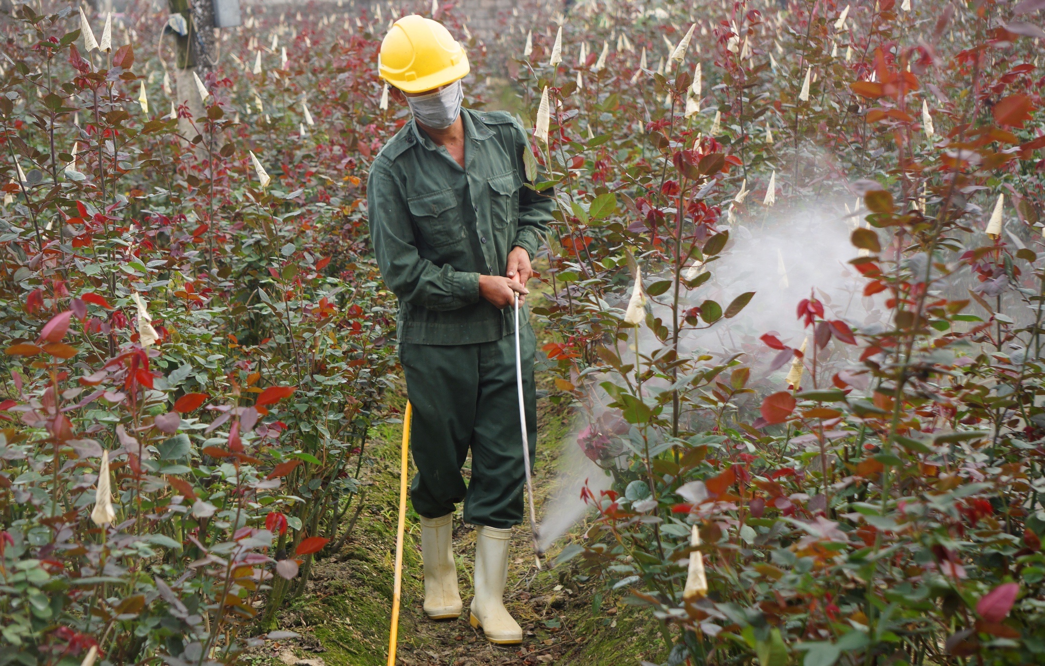 lang trong hoa lon nhat xu Thanh anh 5