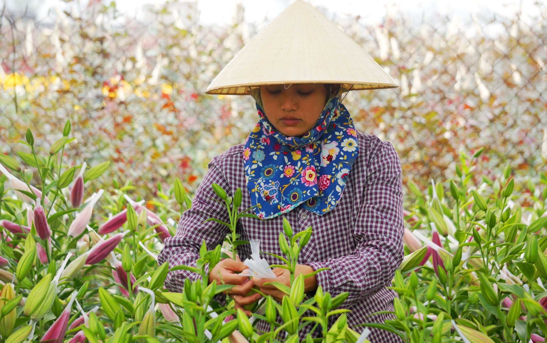 lang trong hoa lon nhat xu Thanh anh 6