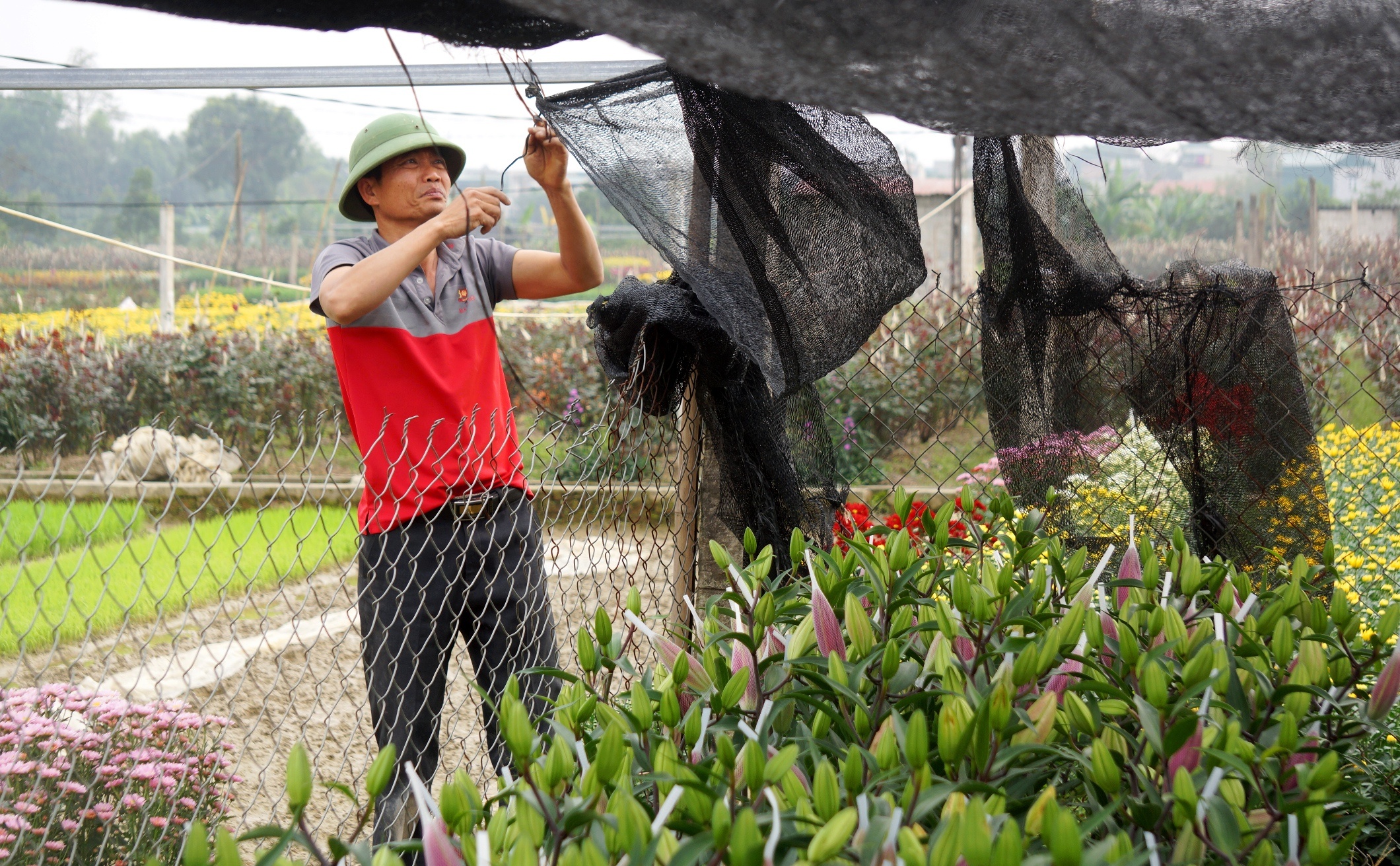lang trong hoa lon nhat xu Thanh anh 4