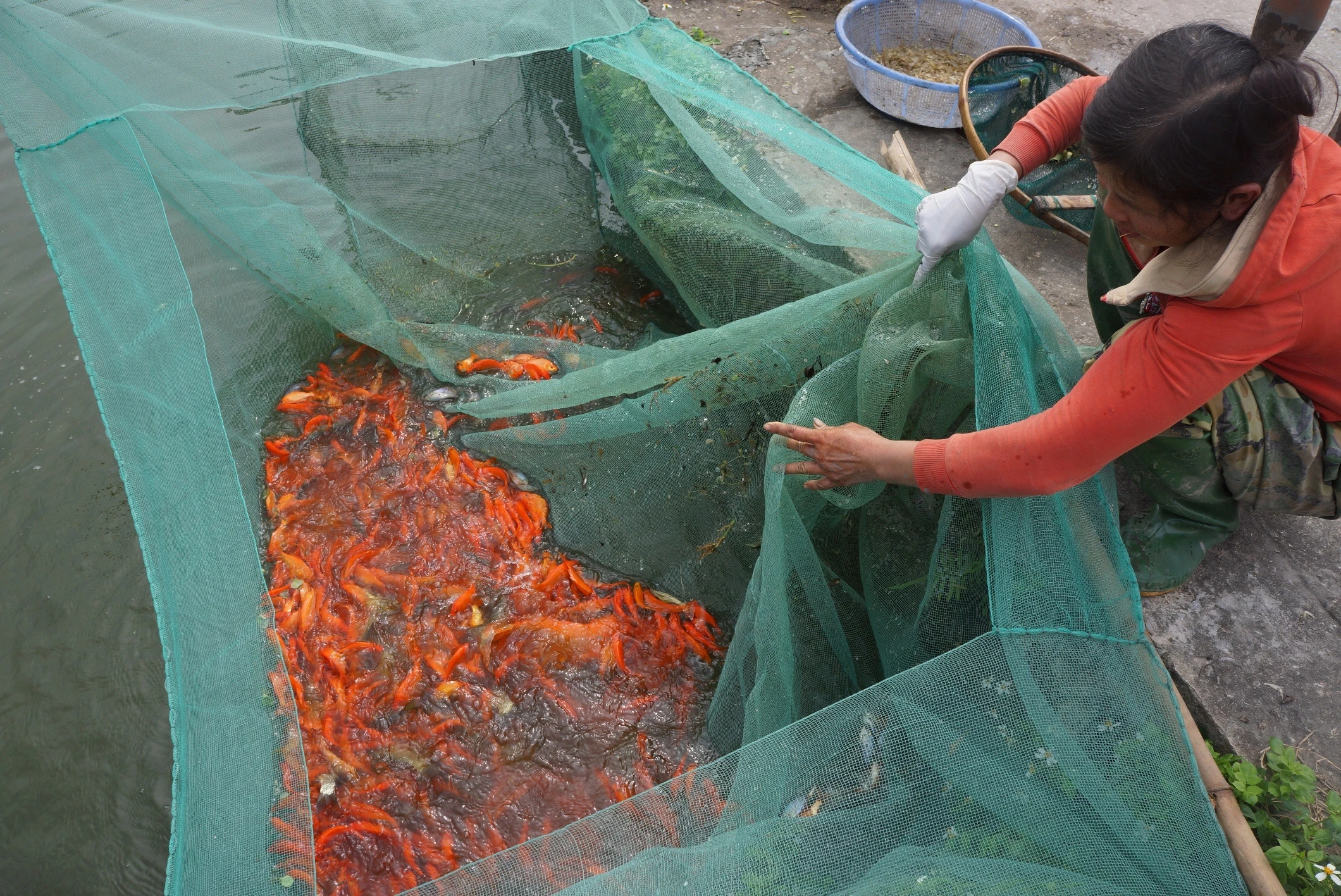 lang ca chep truoc ngay ong Tao anh 7