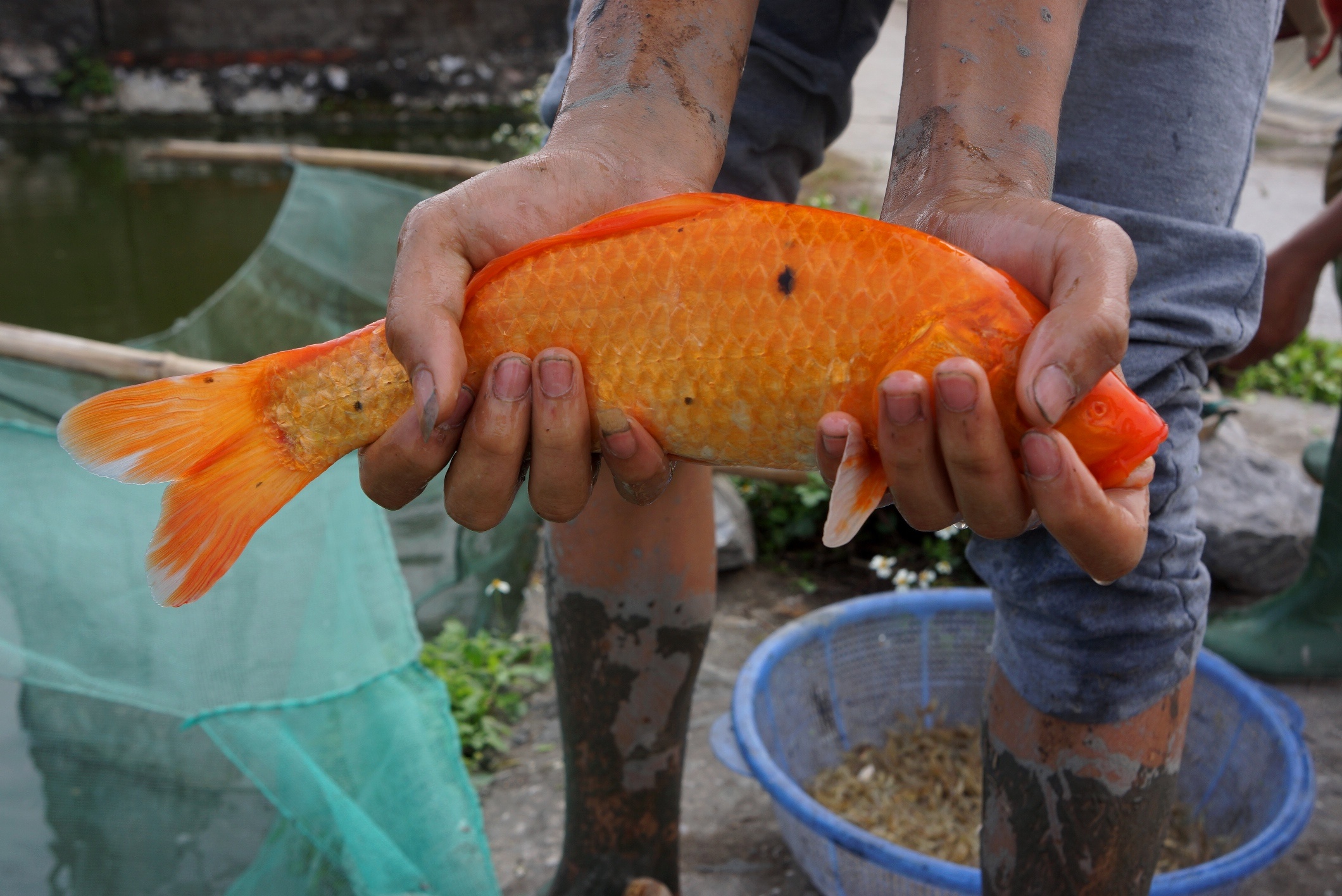 lang ca chep truoc ngay ong Tao anh 8