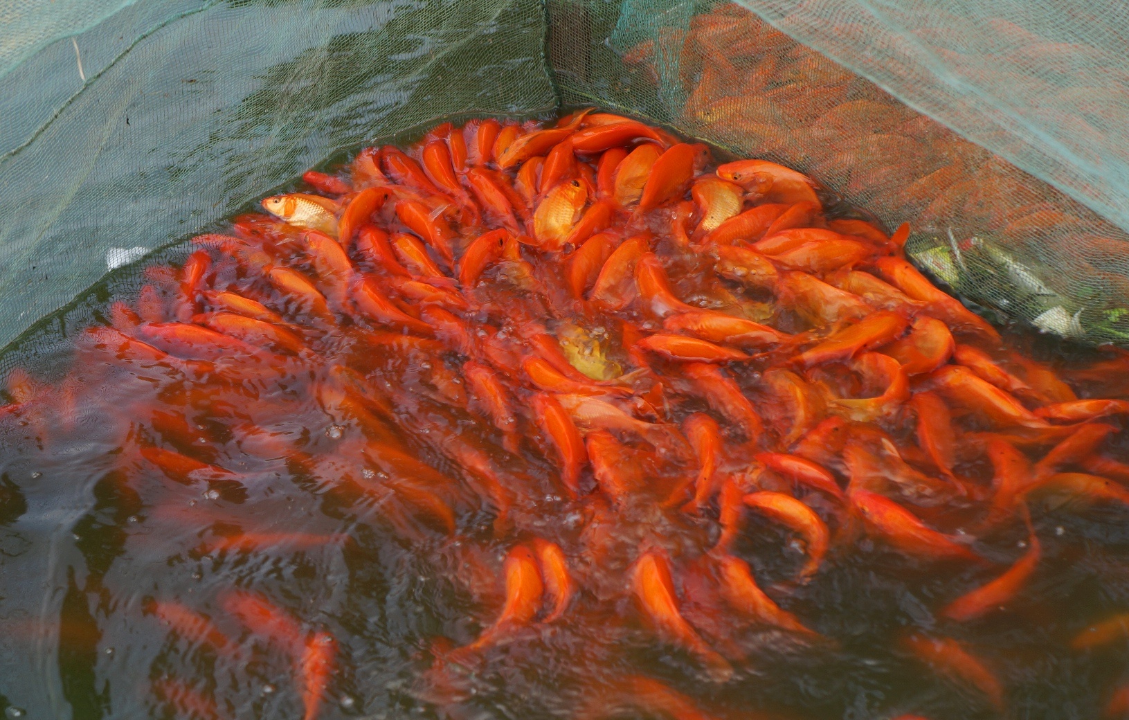 lang ca chep truoc ngay ong Tao anh 10