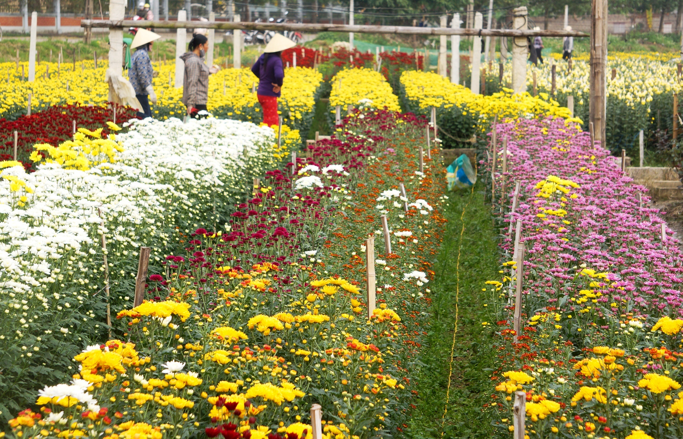 lang trong hoa lon nhat xu Thanh anh 2