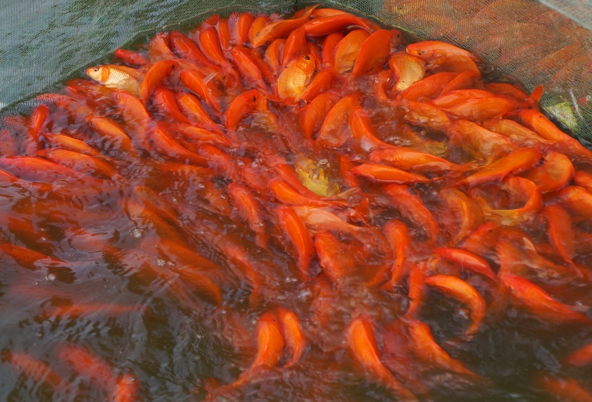 Lang ca chep noi tieng xu Thanh truoc ngay ong Tao ve troi hinh anh