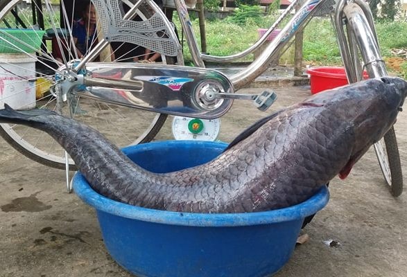 Ca tram dai gan 1 m mac luoi ngu dan hinh anh