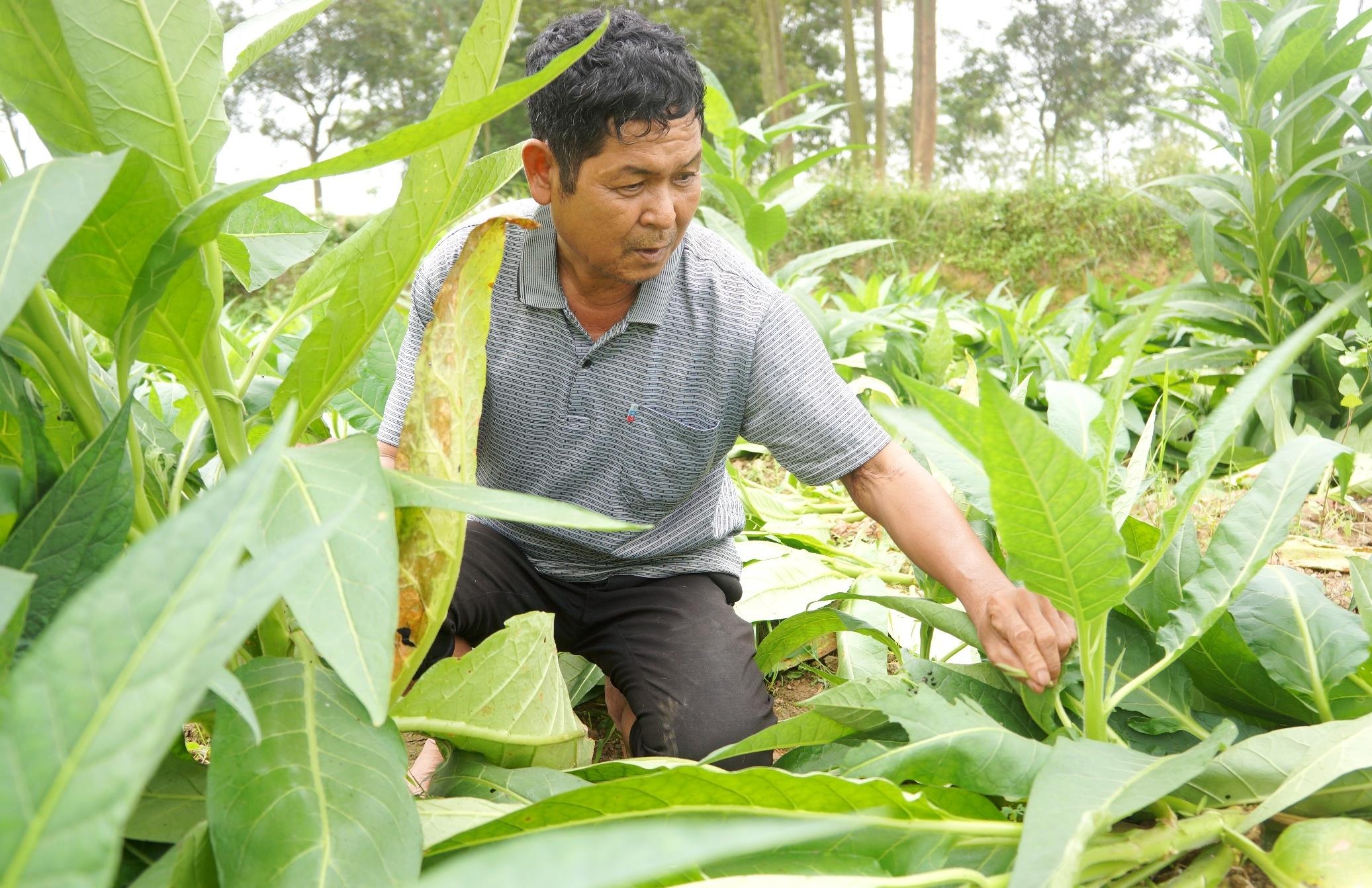 Canh dong thuoc lao sap thu hoach bi ke xau don ha trong dem hinh anh