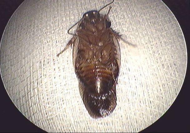 gián chui vào tai ảnh 1 gian chui vao tai anh 1