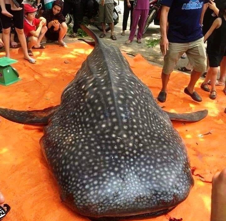 xe thit ca nham voi anh 1