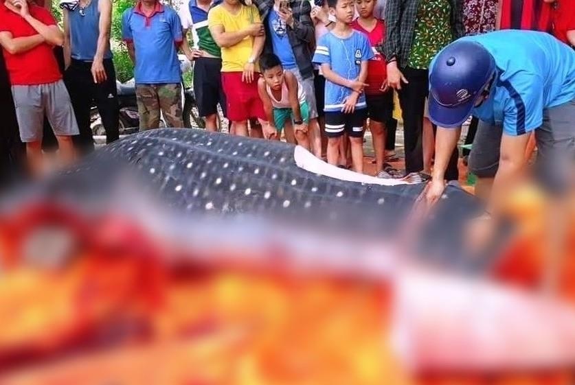 Sam Son bac tin ca bi ngu dan xe thit la ca nham voi hinh anh