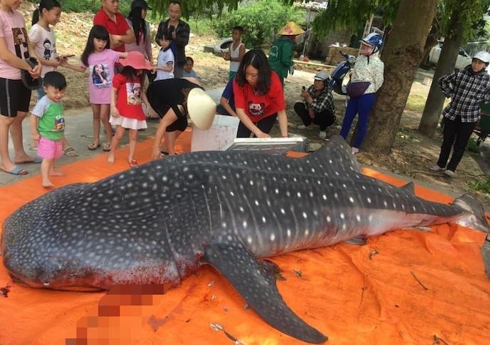 xac dinh ngu dan xe ca voi anh 1