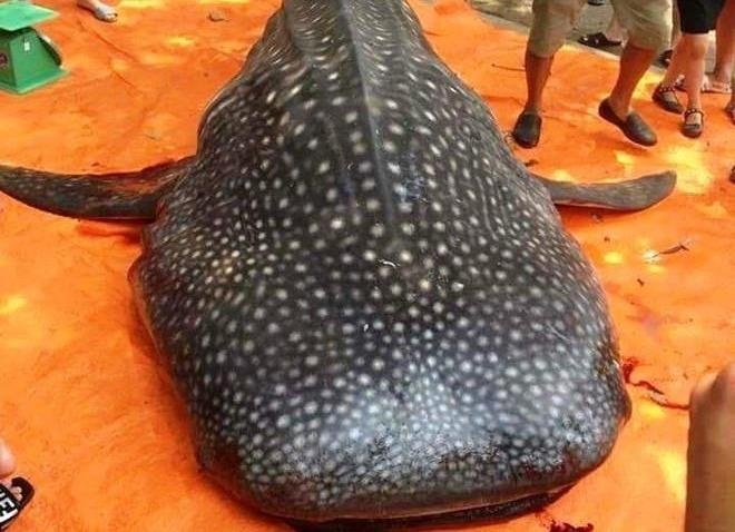 Xac dinh gia dinh ngu dan xe thit ca nham voi quy hiem hinh anh