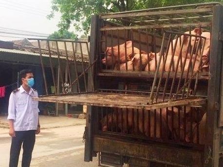 Xe tai cho 60 con lon om tu vung dich di tieu thu hinh anh