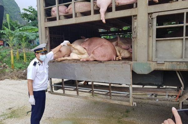 Xe tai cho 160 con lon nghi nhiem dich ta chau Phi hinh anh