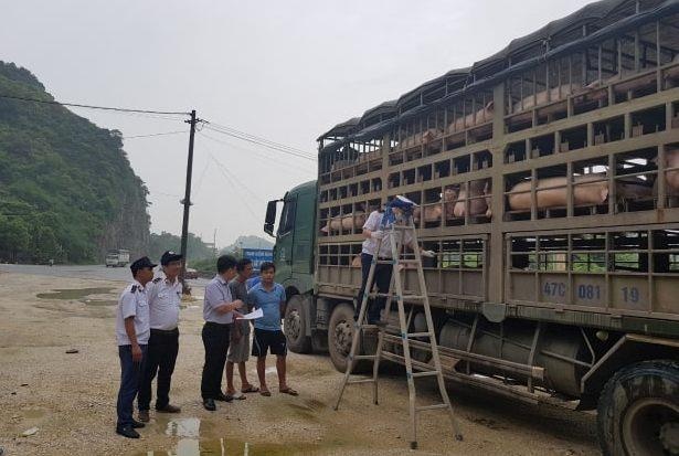 cho 160 con lon nghi nhiem dich anh 1