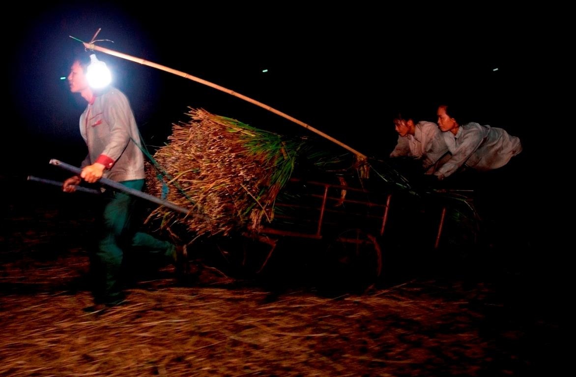 Nong dan Thanh Hoa ra dong tu 2h sang de thu hoach coi hinh anh