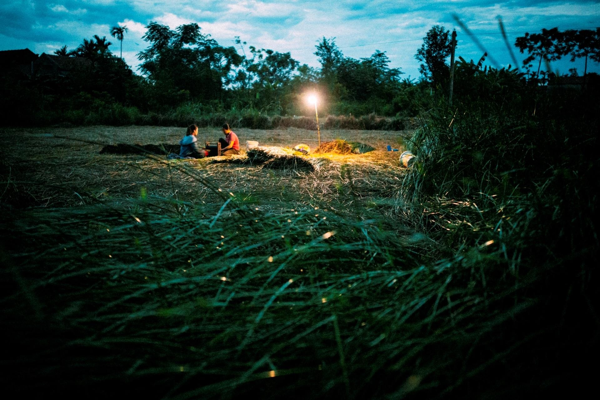 thu hoạch cói ảnh 1 thu hoach coi anh 1