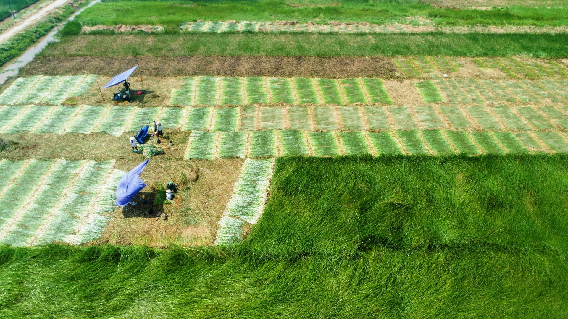 thu hoach coi anh 11