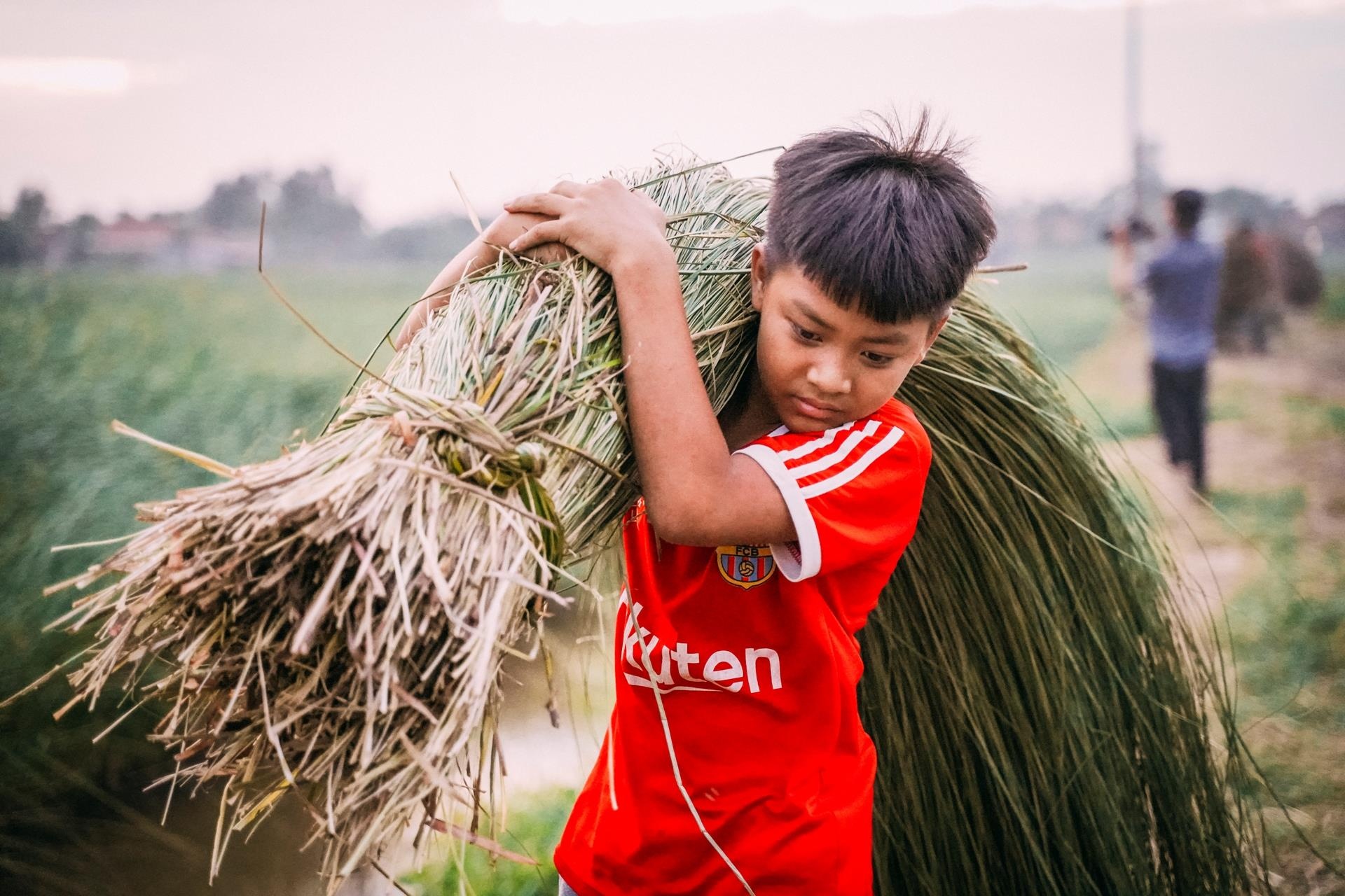 thu hoạch cói ảnh 7 thu hoach coi anh 7