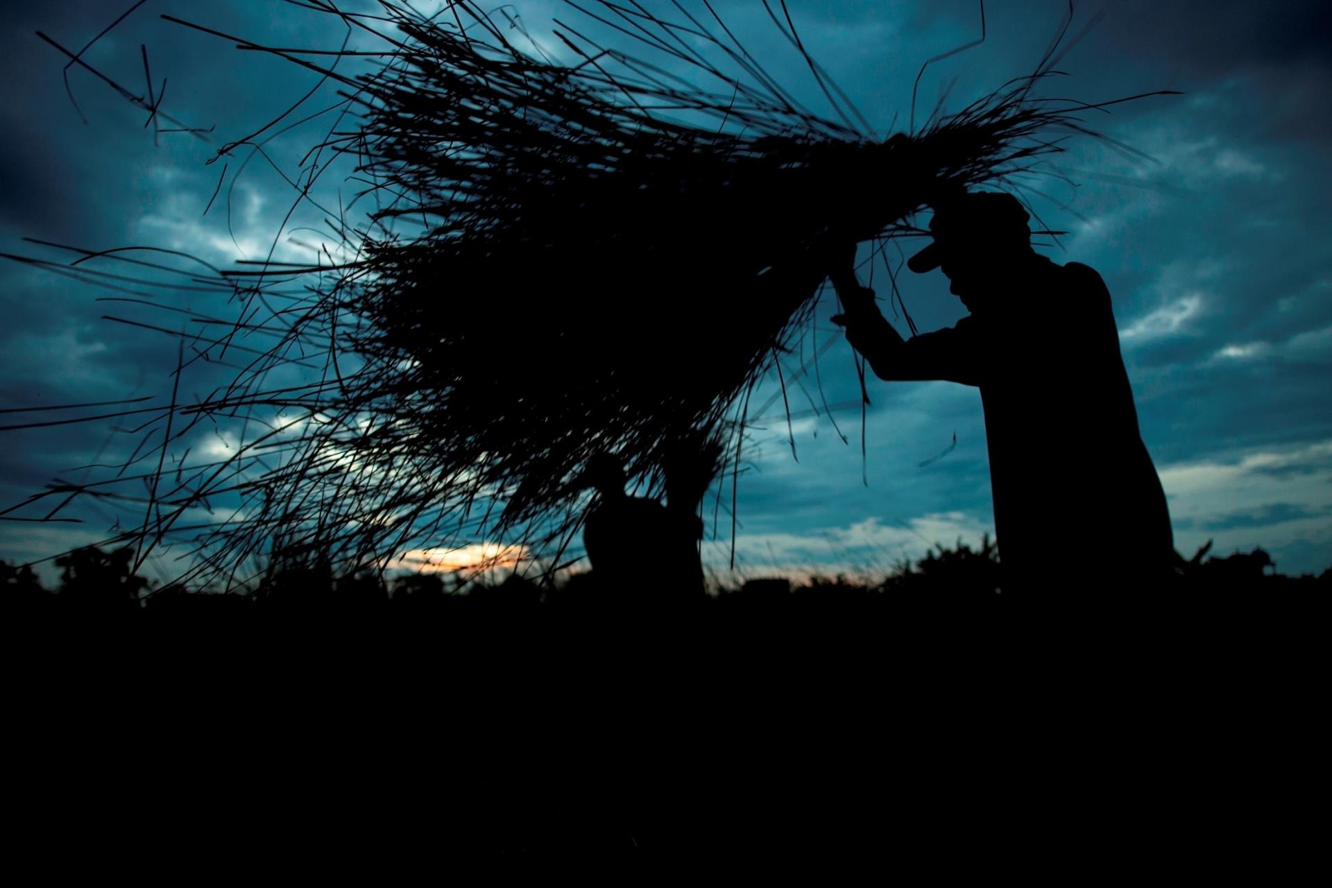 thu hoạch cói ảnh 3 thu hoach coi anh 3