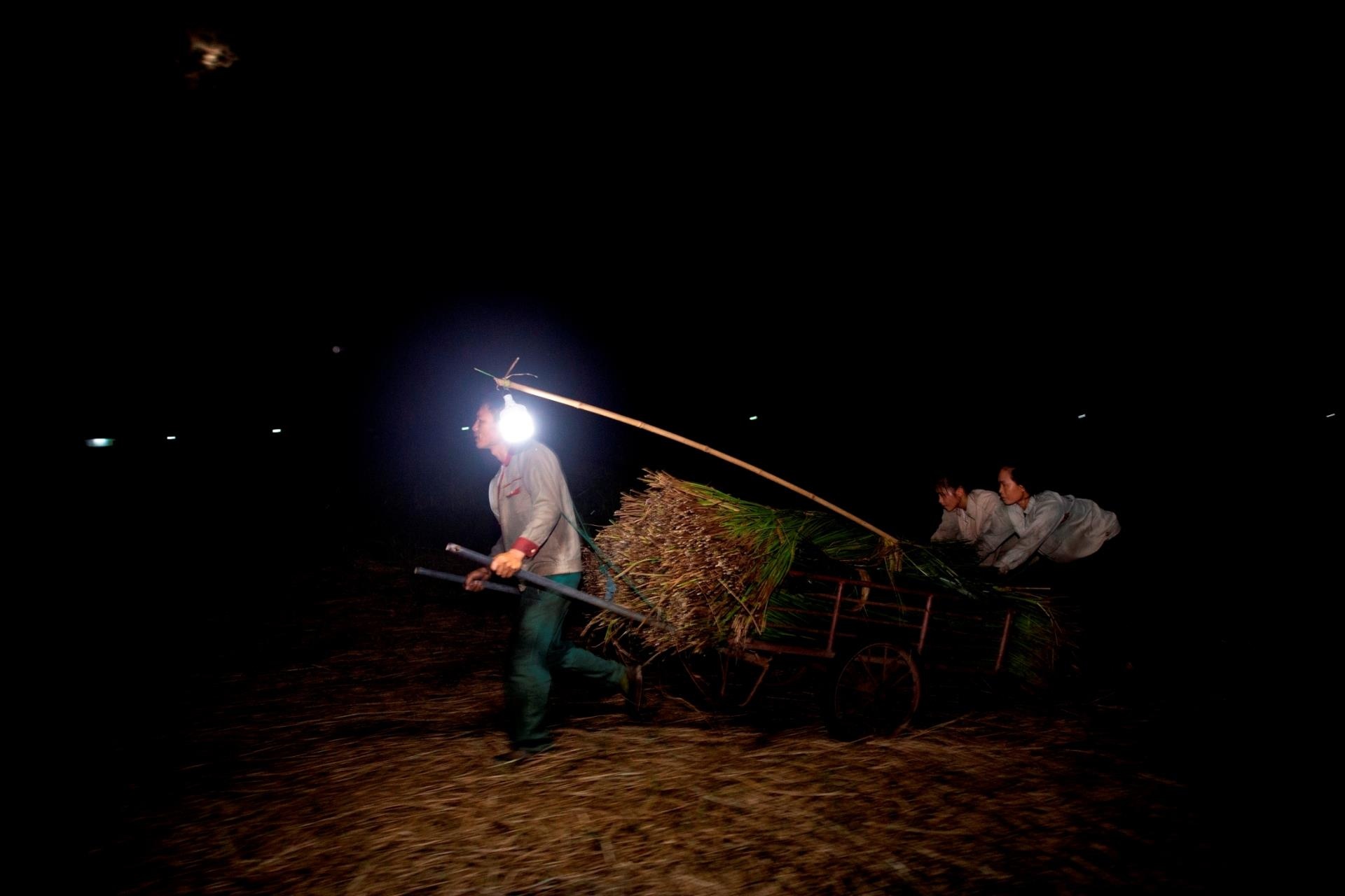 thu hoạch cói ảnh 2 thu hoach coi anh 2