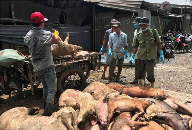 Lon benh vut la liet trong rung tram o TP.HCM hinh anh