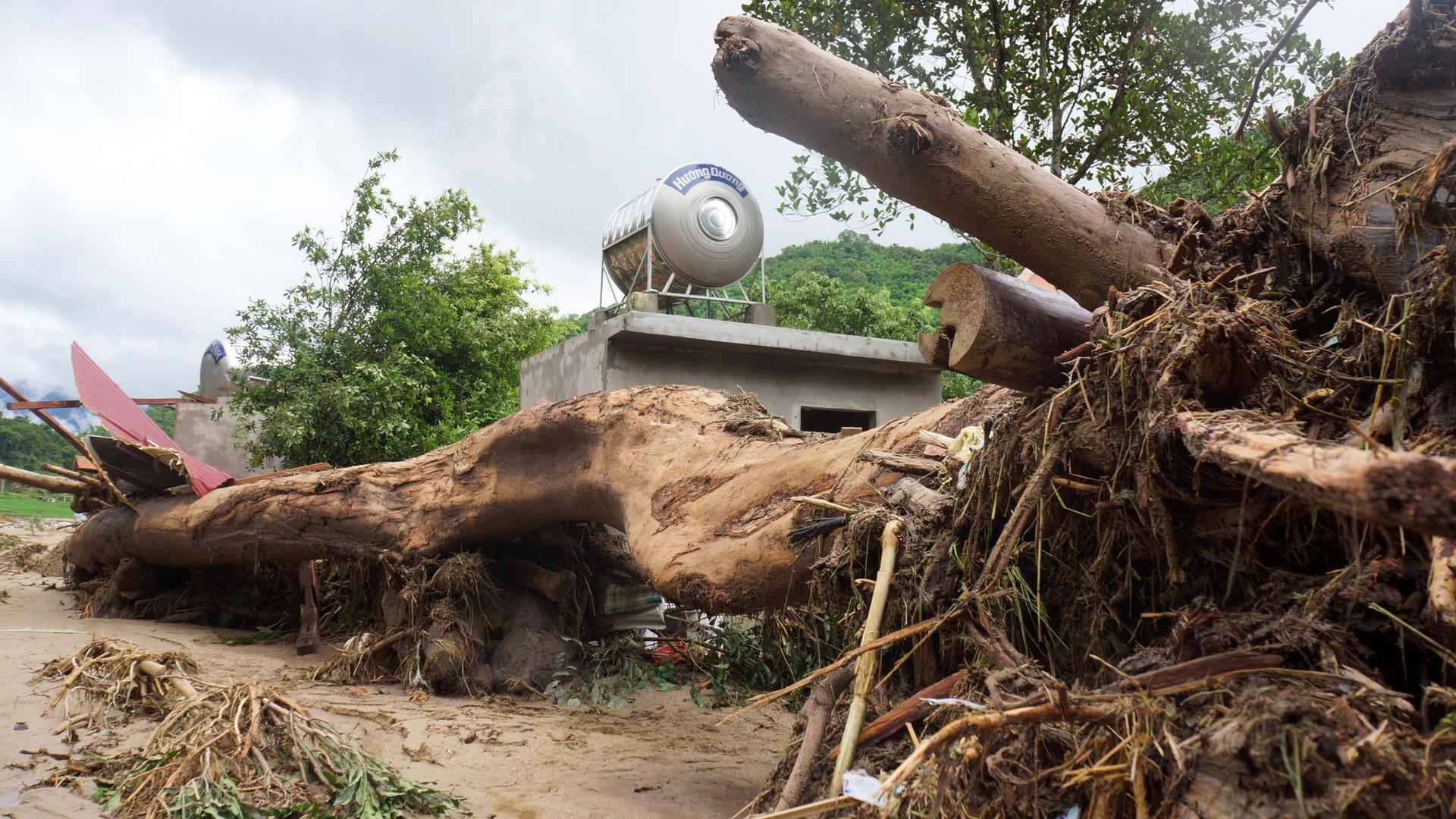 go sau lu o Thanh Hoa anh 3