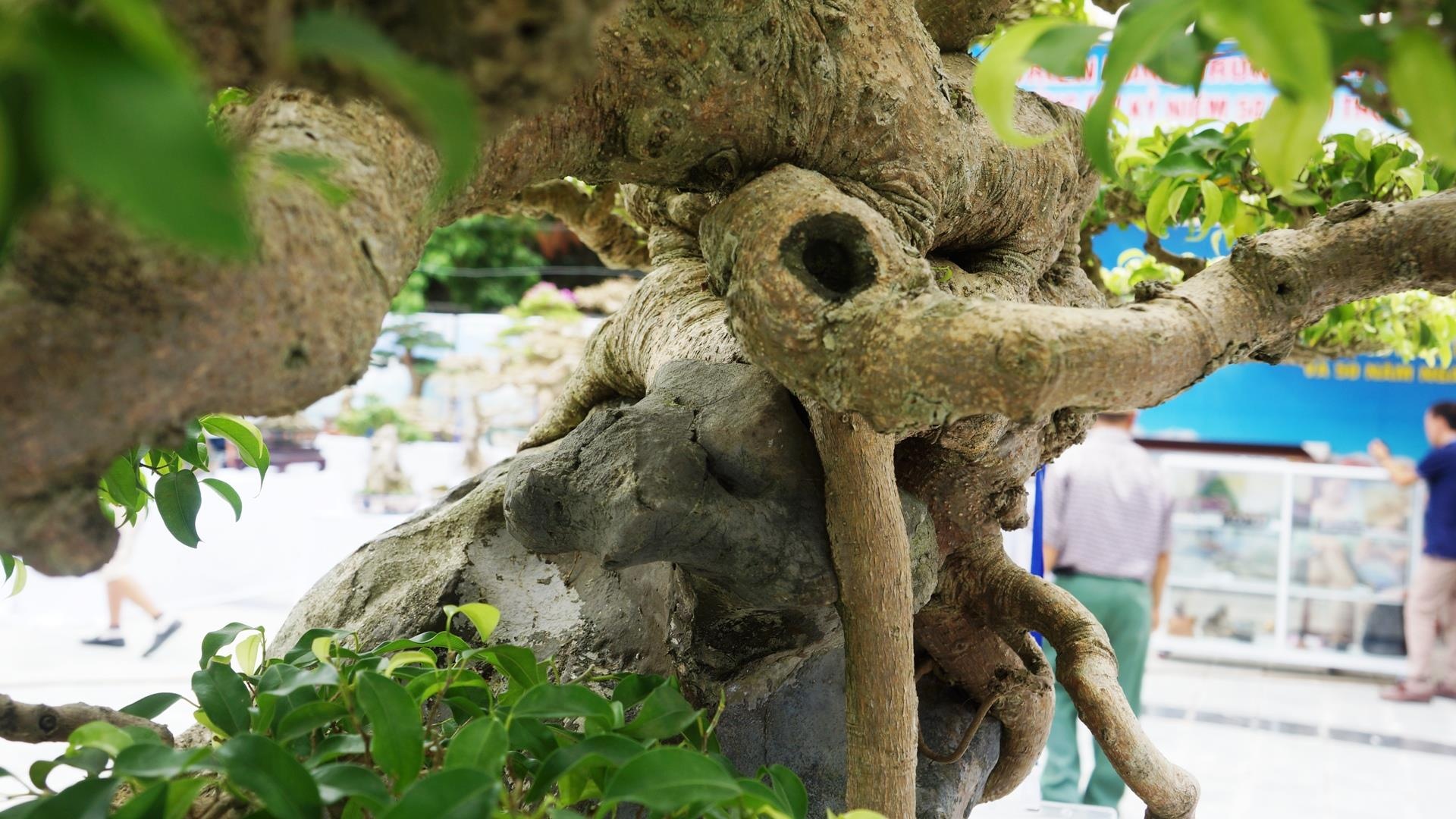 cay sanh trieu USD anh 8