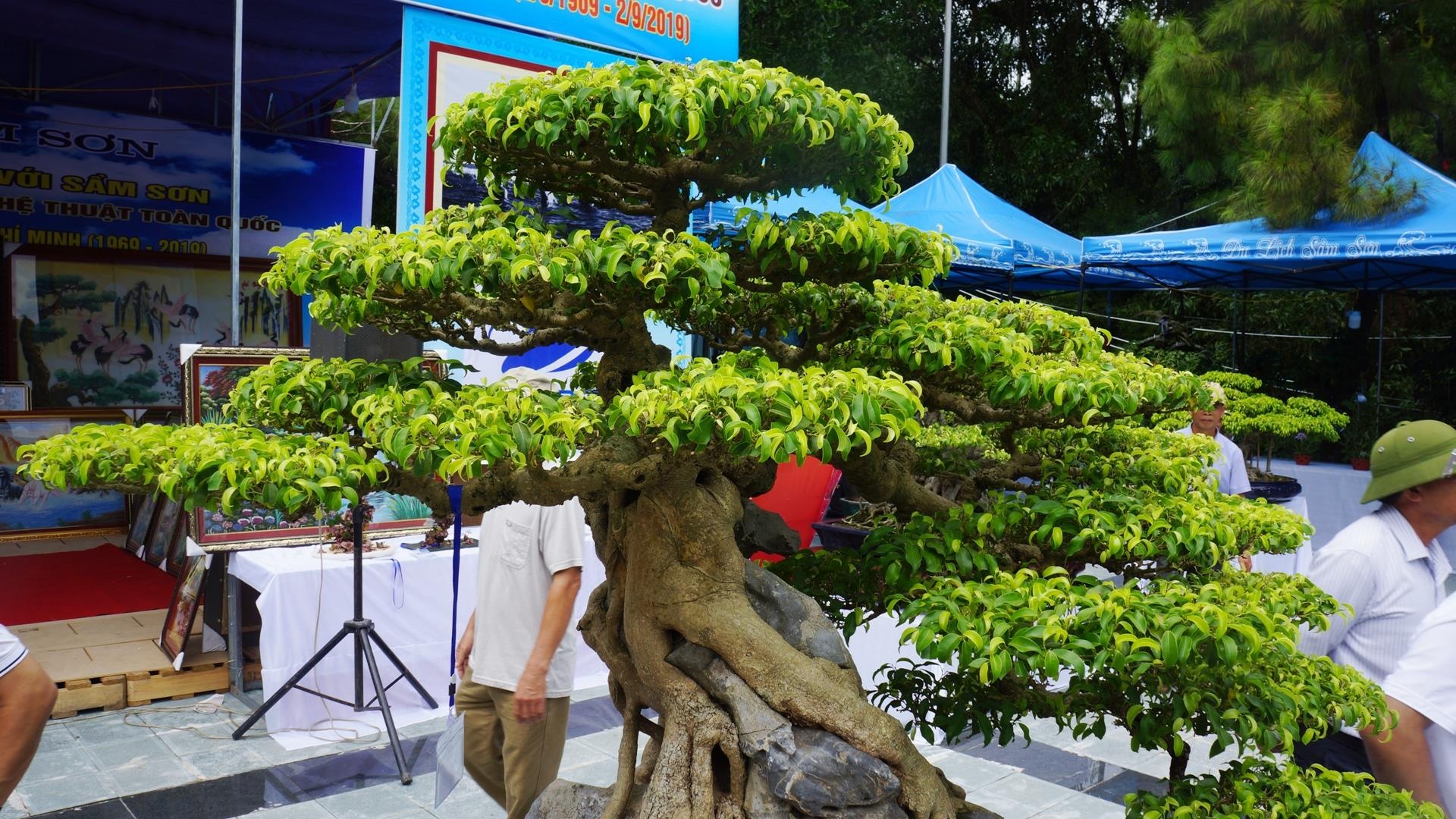 cay sanh trieu USD anh 6