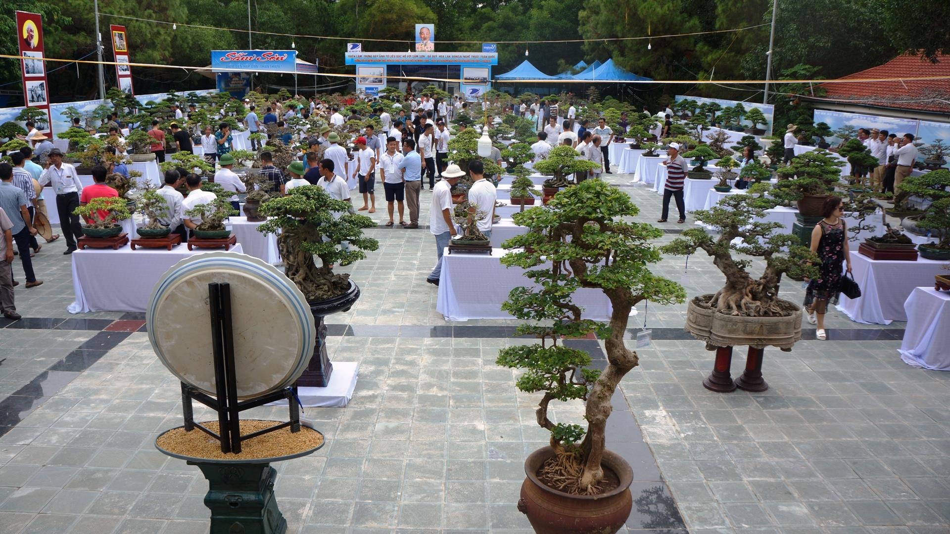 cay sanh trieu USD anh 1