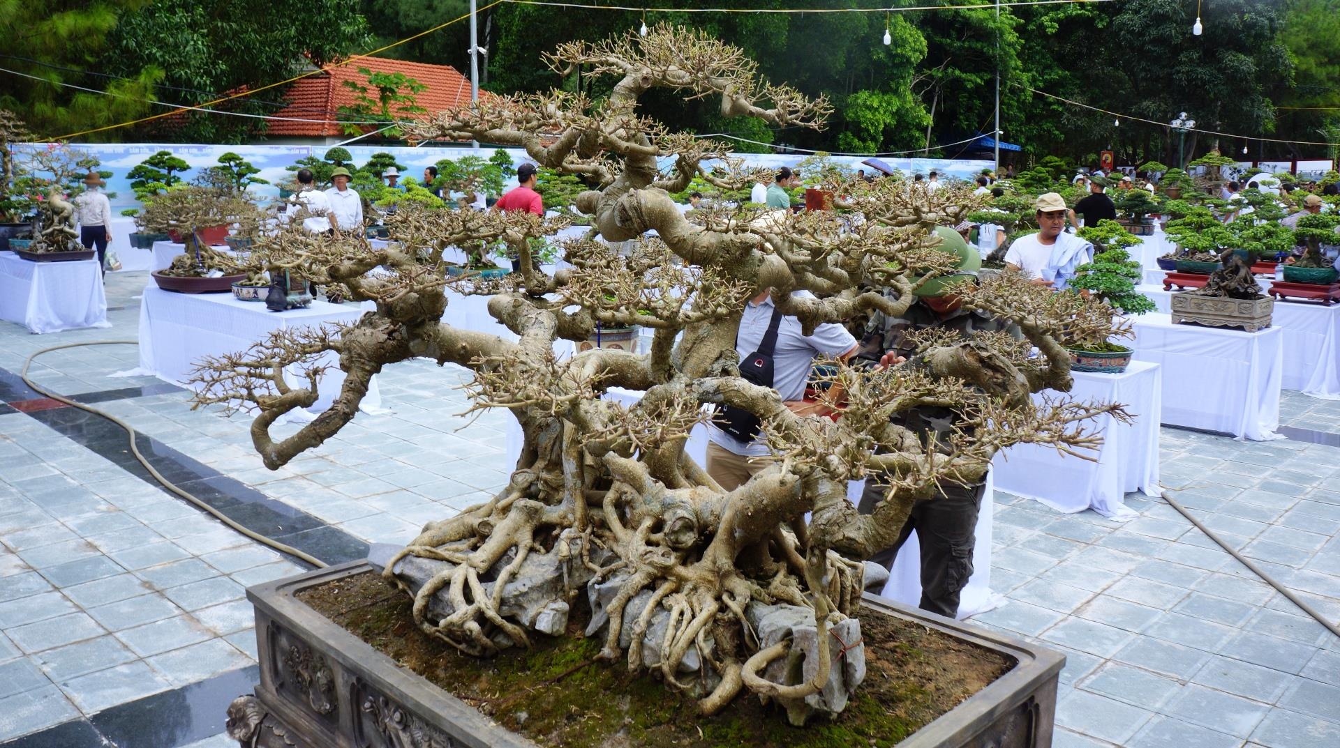 cay sanh trieu USD anh 2