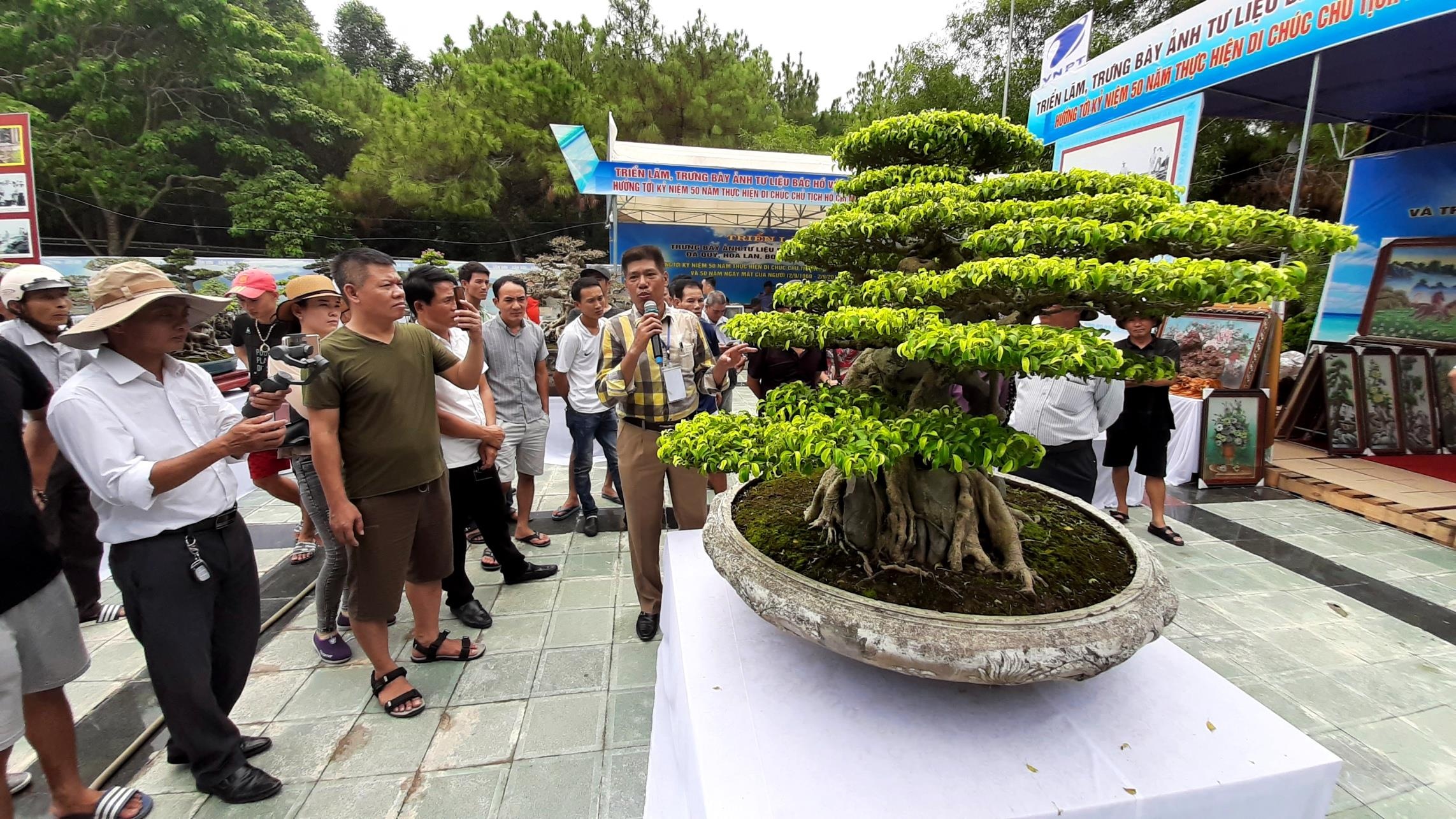 cây sanh triệu USD ảnh 3 cay sanh trieu USD anh 3