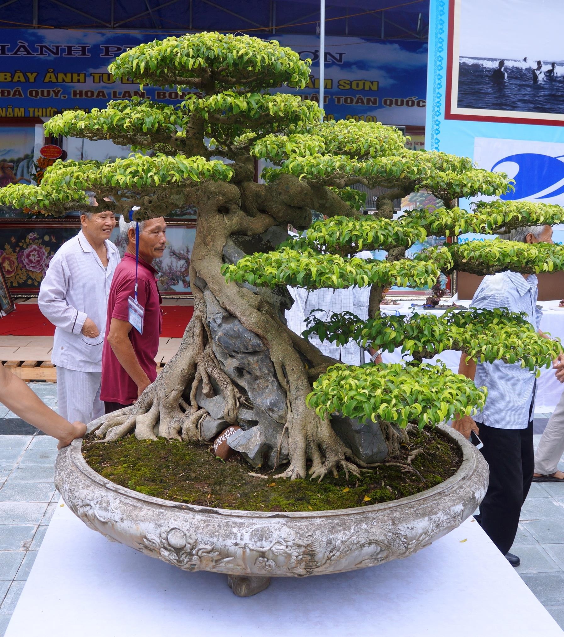 cay sanh trieu USD anh 4