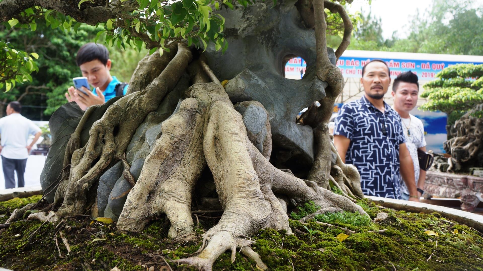 cay sanh trieu USD anh 7