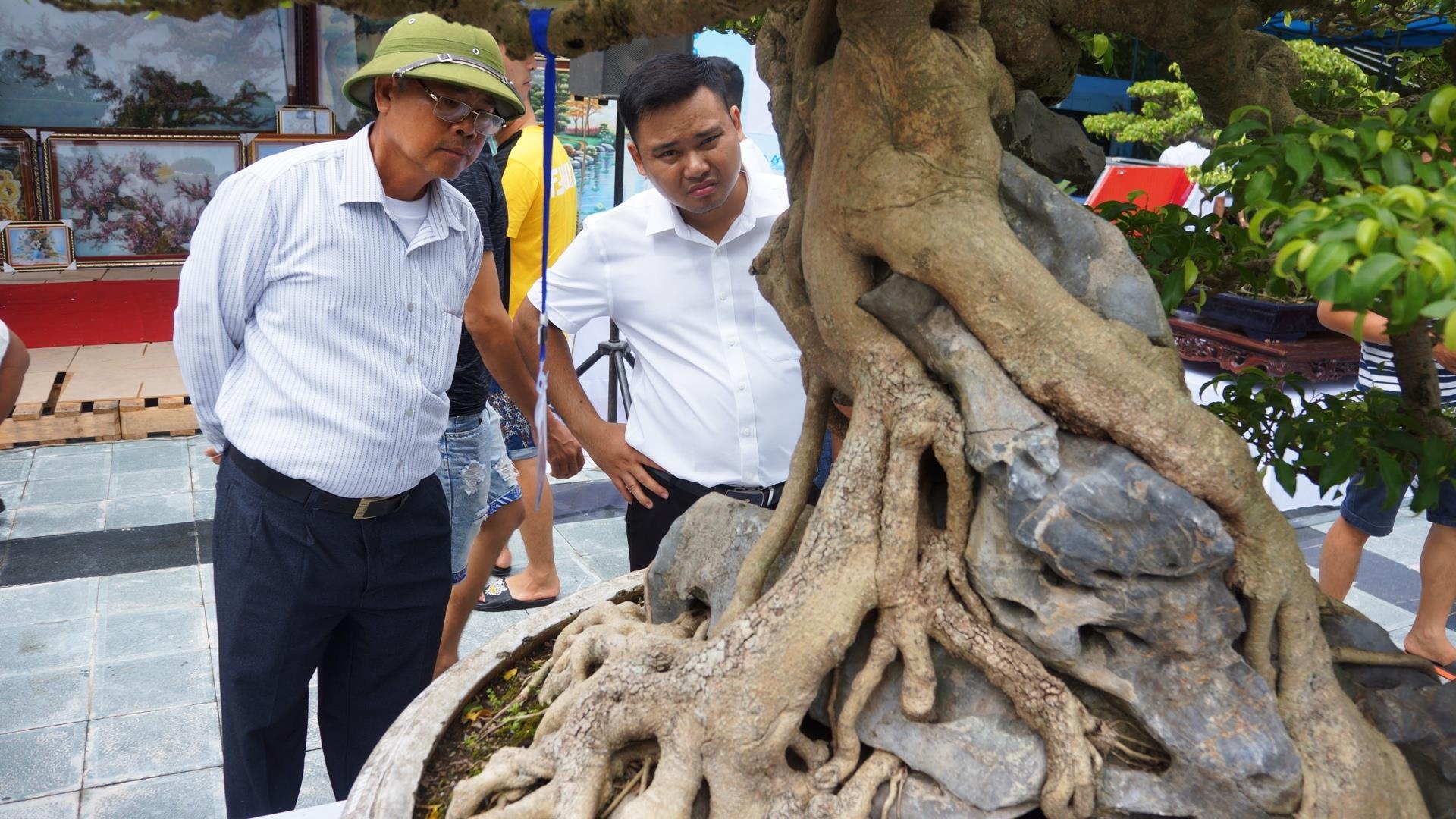 cay sanh trieu USD anh 5