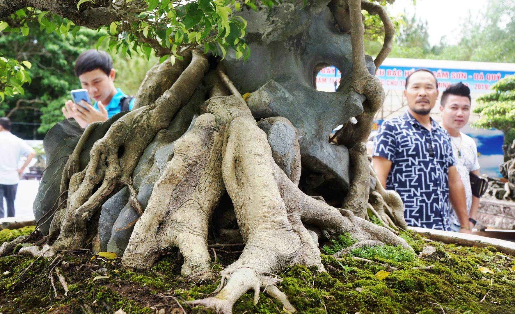 'Sieu cay' tram tuoi duoc dinh gia ca trieu USD hinh anh