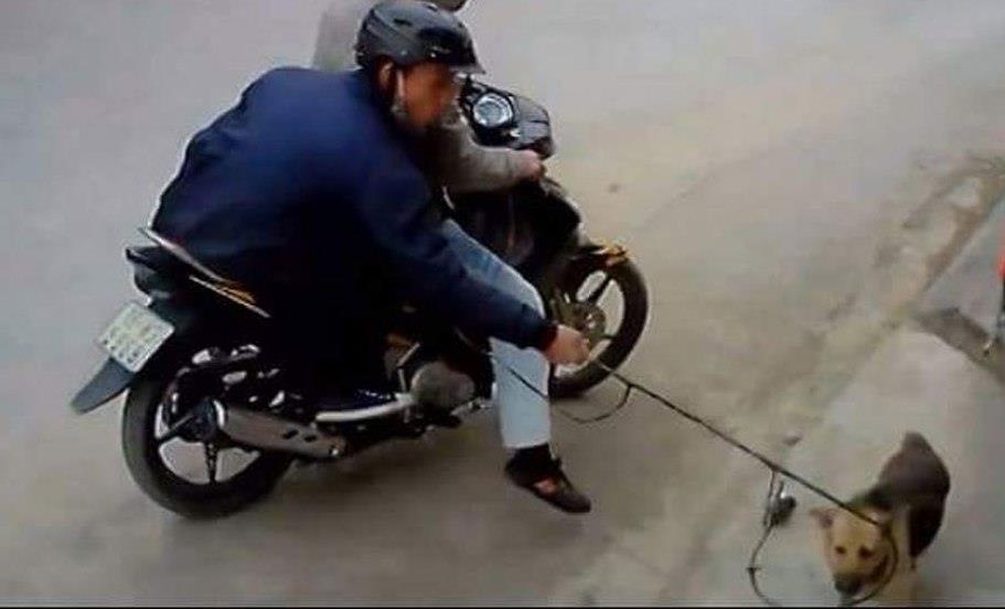 Bat bang nhom trom hon 40 con cho trong mot dem hinh anh