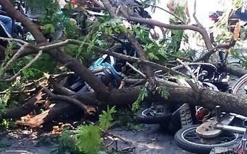 Nu sinh bi canh cay de tu vong tren duong di on thi hoc sinh gioi hinh anh