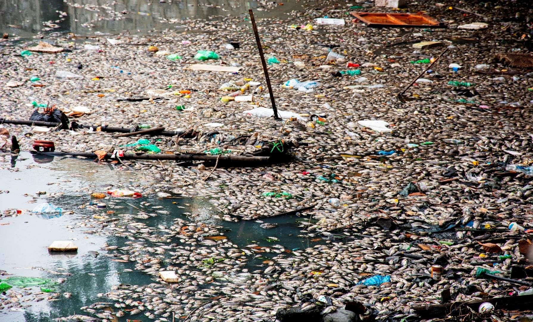 Ca chet noi trang ho dieu hoa o Ha Long hinh anh