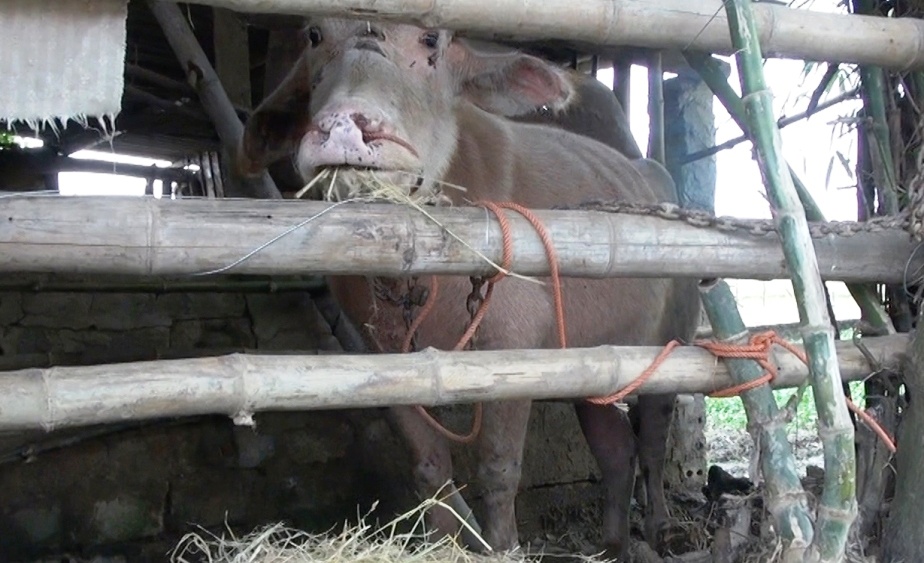 4 con trau huc 15 nguoi bi thuong hinh anh