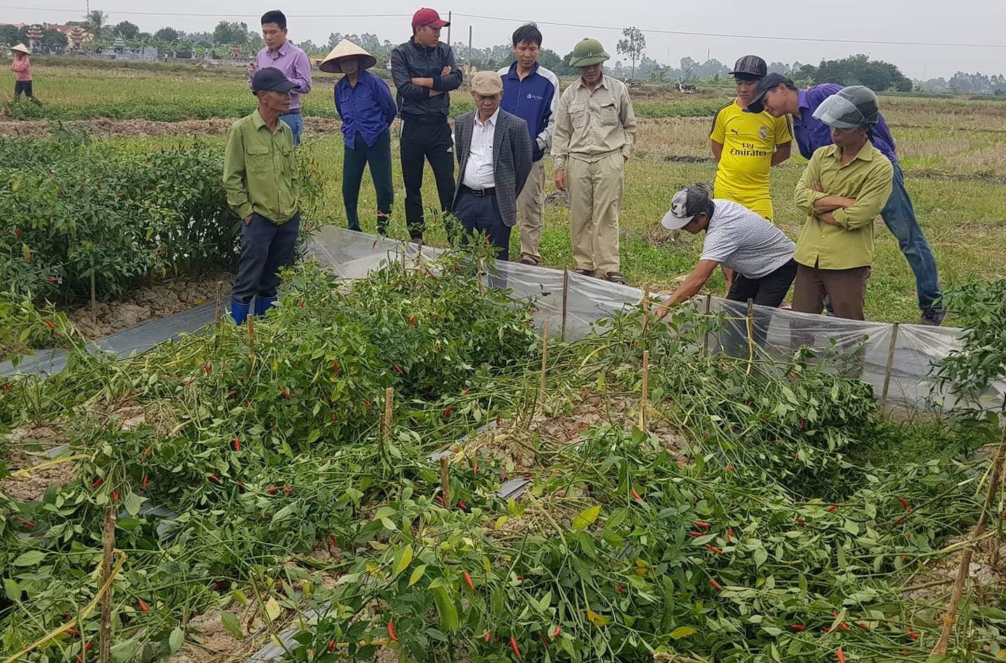 Ruong ot cua nong dan chuyen to cao tieu cuc bi pha hoai hinh anh
