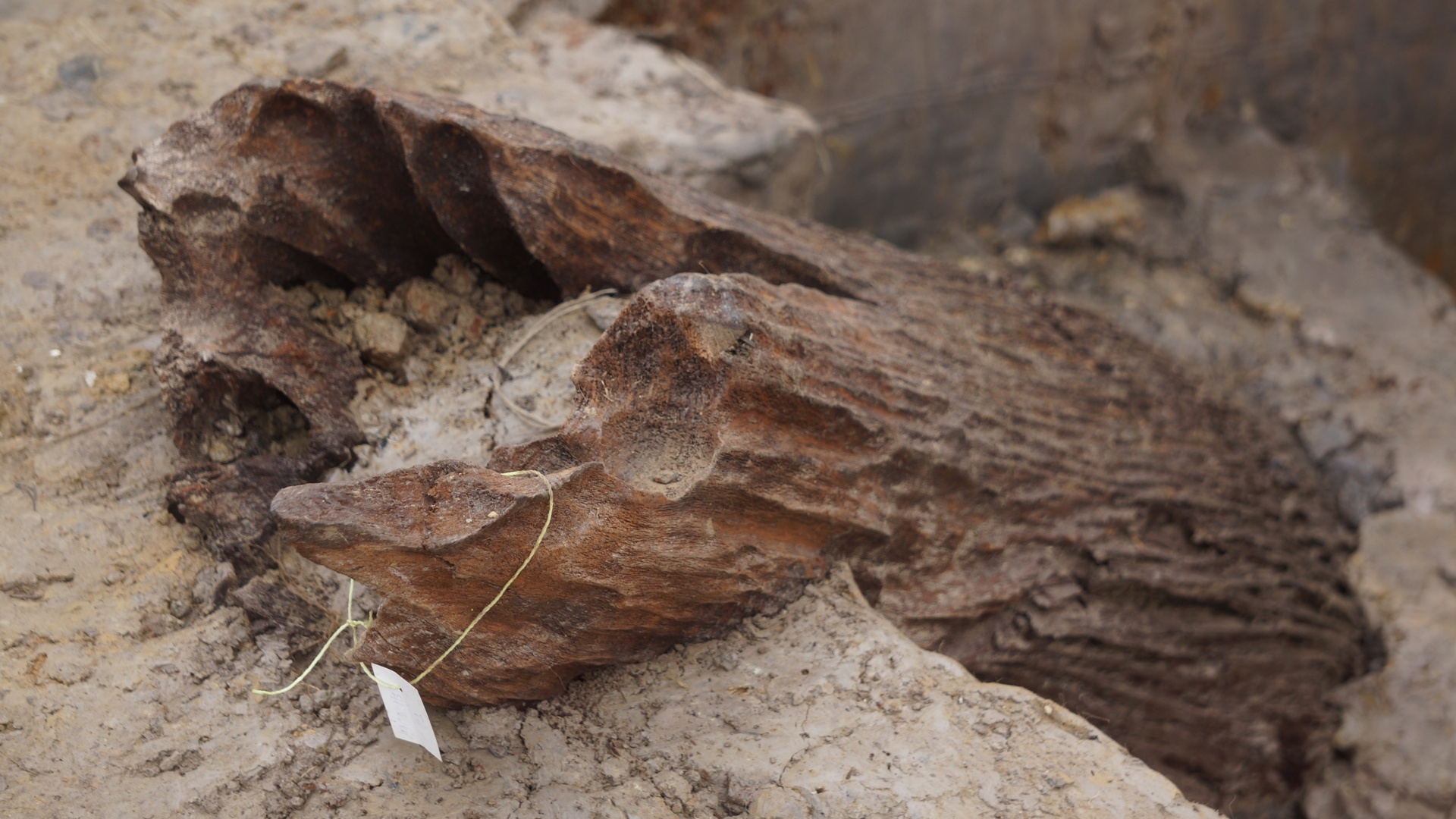 vung dat phat hien bai coc Bach Dang anh 4