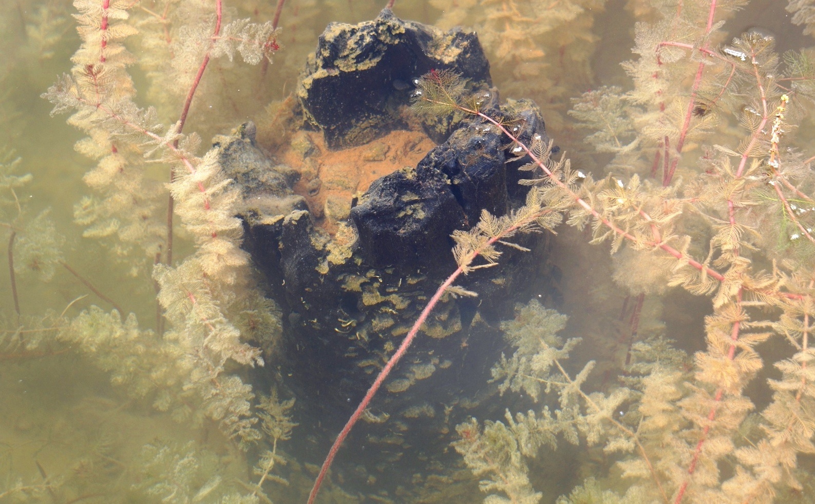 4 bai coc Bach Dang phat lo sau hang tram nam hinh anh