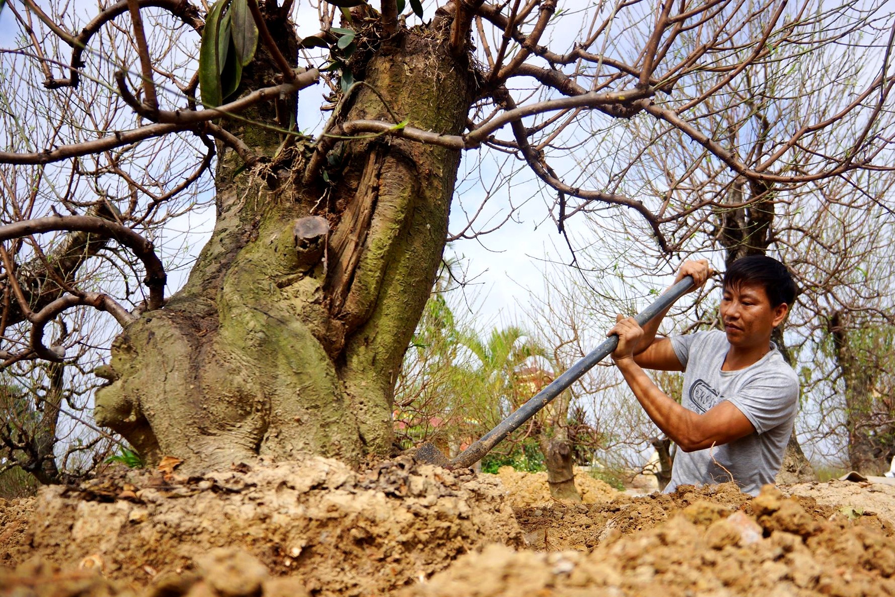 Lang dao co thu nuc tieng dat Cang vao vu Tet hinh anh